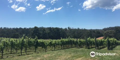 Darlington Vineyard