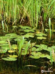 Koigakubo Marshlands