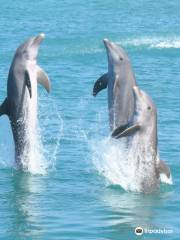 Dolphin Cove Montego Bay