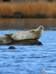 Save The Bay Seal Watch & Nature Cruises