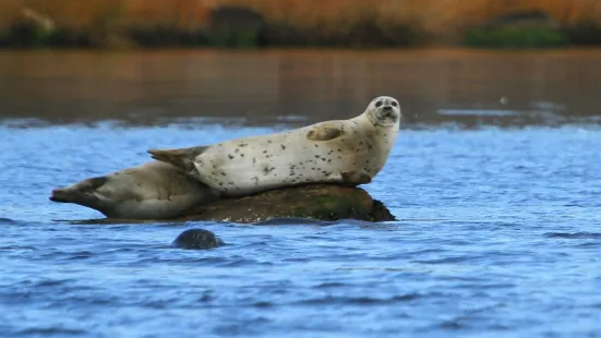 Save The Bay Seal Watch & Nature Cruises