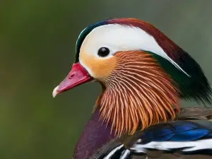 Sylvan Heights Bird Park
