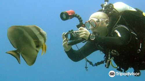 Bambu Diving