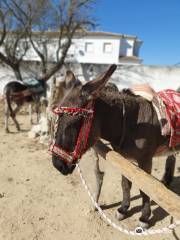 Los burros de Juanino