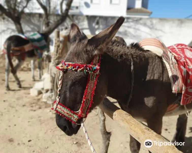 Los burros de Juanino