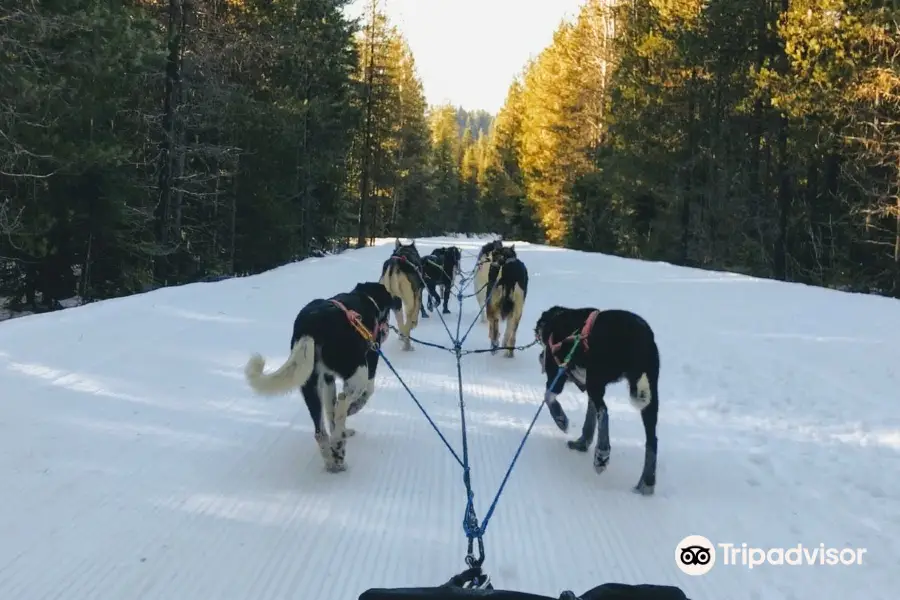 Northwest Dogsled Adventures