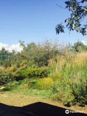 Jerusalem Bird Observatory