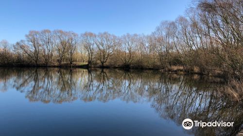 RSPB Fen Drayton Lakes