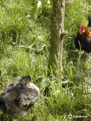 Totnes Rare Breeds Farm