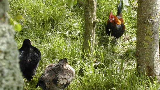 Totnes Rare Breeds Farm