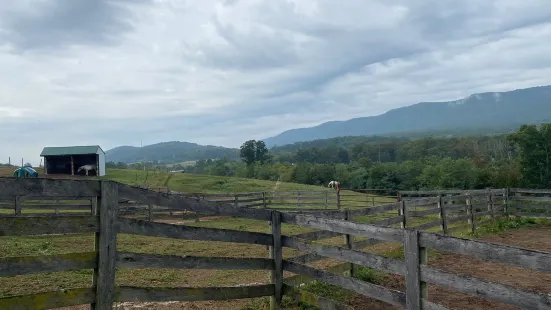 Bailey's Walking After Midnight Farm