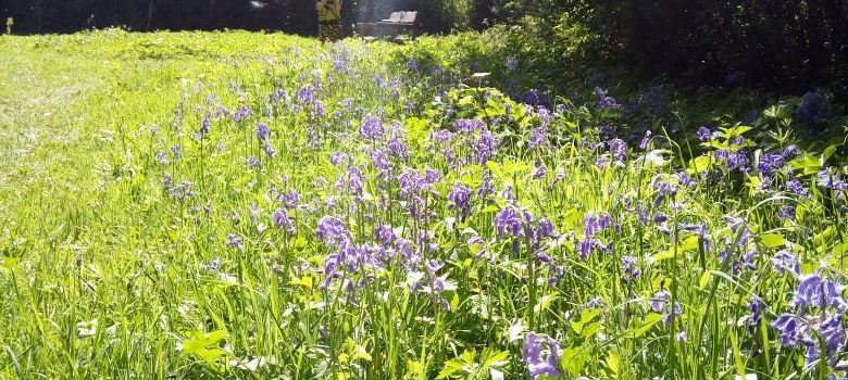 Wayland Wood