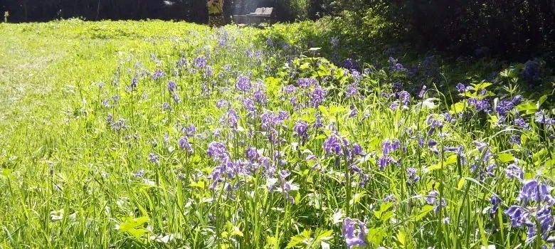 Wayland Wood