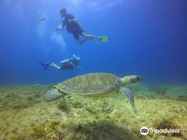Diving in Punta Cana