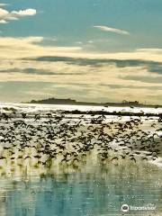 Stone Harbor Point