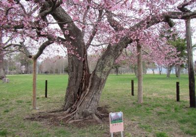 Yushun Sakura Road