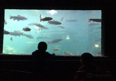 Acuario Lago Puyehue