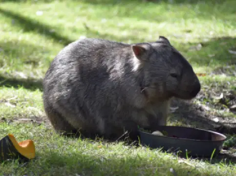 Australian Wildlife Sanctuary