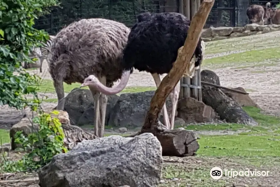 アルヴェッター動物園