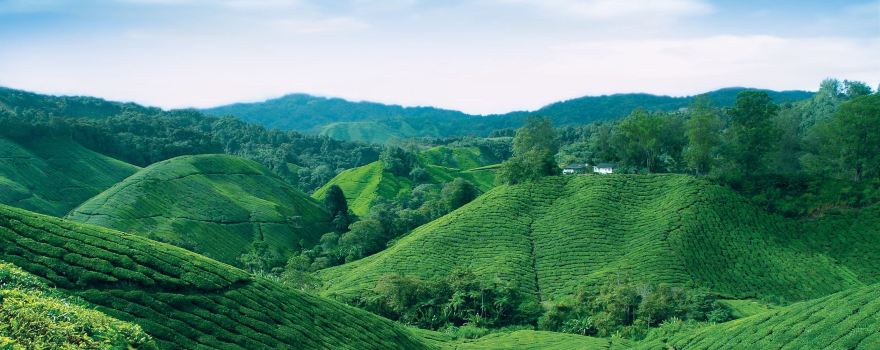 BOH Tea Centre