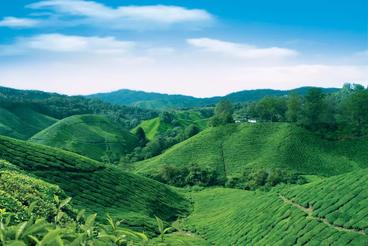 BOH Tea Centre (Sungei Palas Garden)