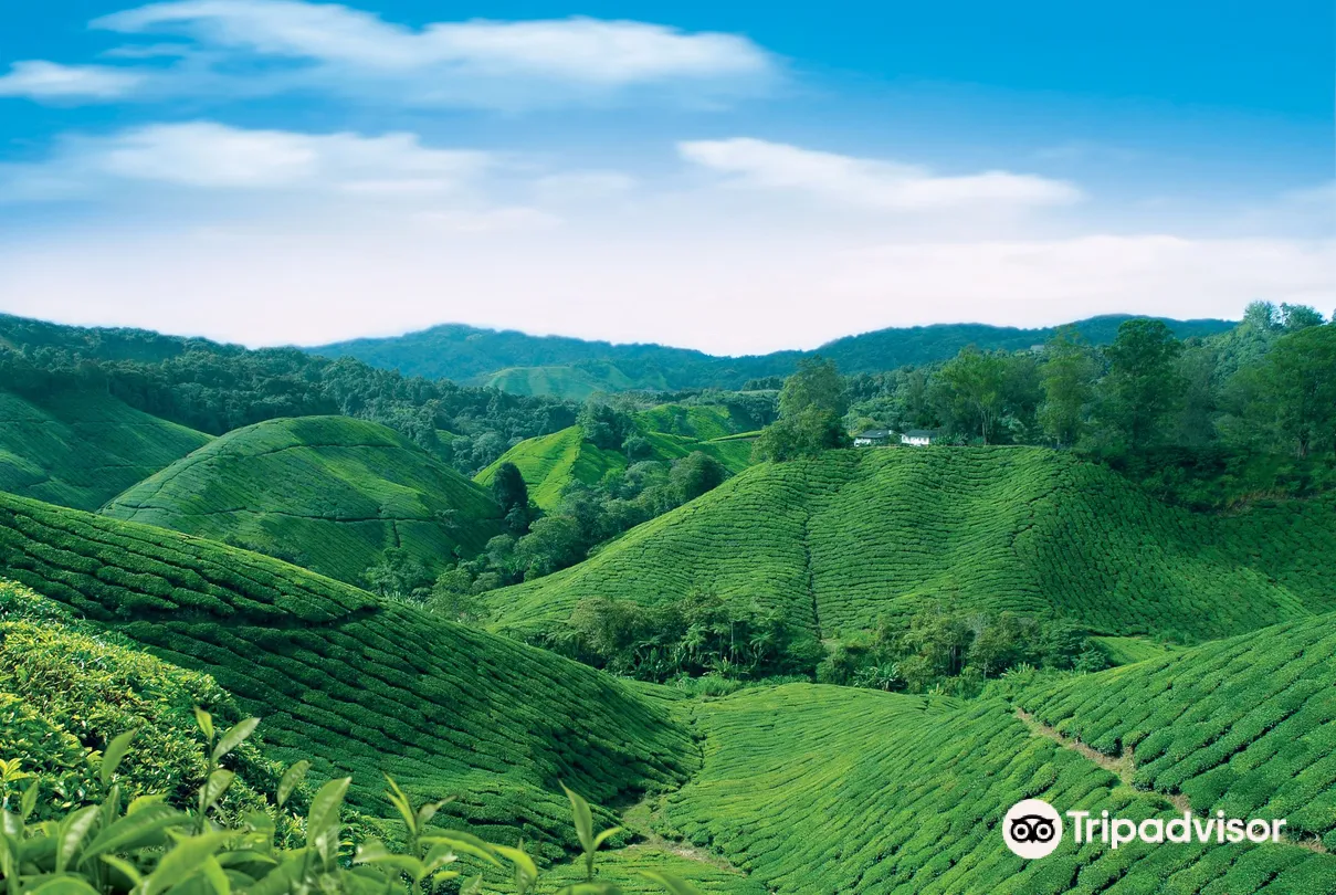 1_BOH Tea Centre (Sungei Palas Garden)