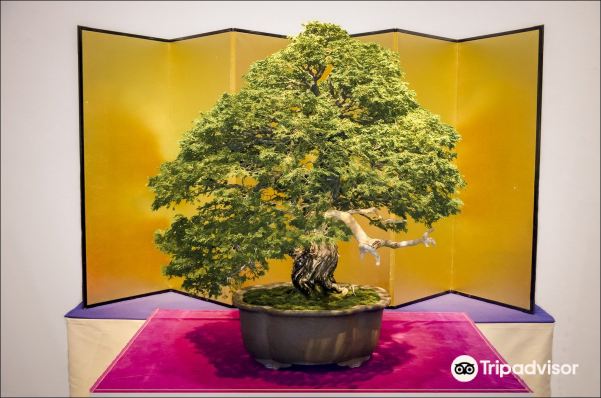 Kokufu Bonsai-Ten | Tokyo