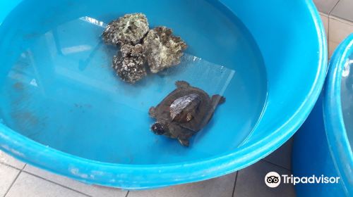 Bora Bora Turtle Centre