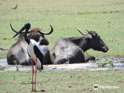 Roshan Safari | Yala Safari Tours