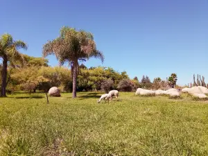 ウニベルシダー・デ・タルカ植物園