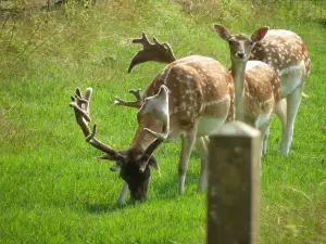 Parc René Canivenc