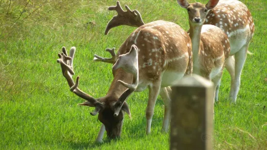 Parc animalier Rene CANIVENC （Le Moulineau）