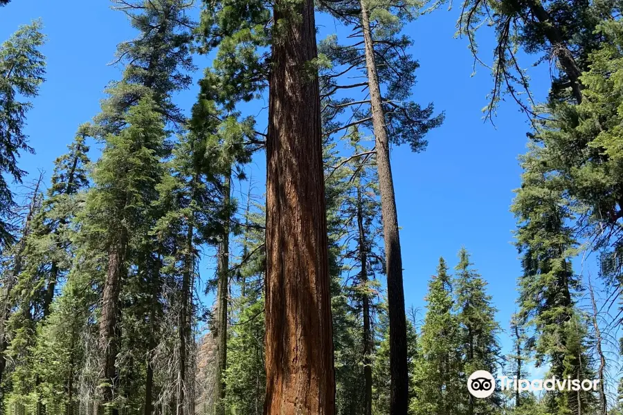 Tuolumne Grove of Giant Sequoias