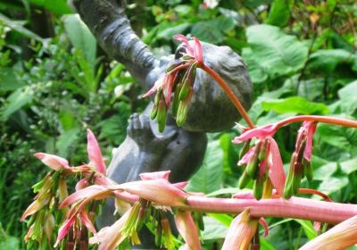 Wild Subtropical Garden