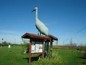 World's Largest Sandhill Crane