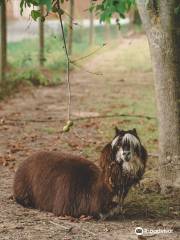 Wildpark Schwarzach