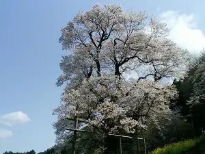 ひょうたん桜公園