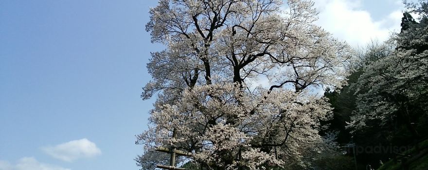 Hyotan Sakura Park