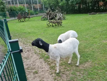 Borkop