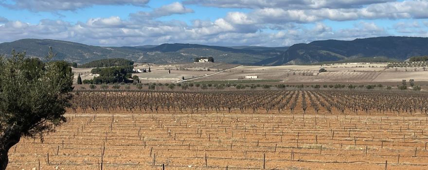 Bodegas Celler del Roure