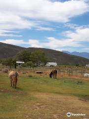 Eseltjiesrus Donkey Sanctuary