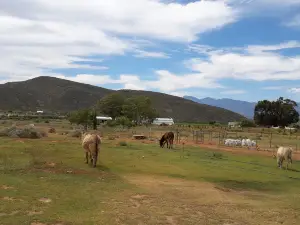 Eseltjiesrus Donkey Sanctuary