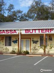 Homosassa Butterfly