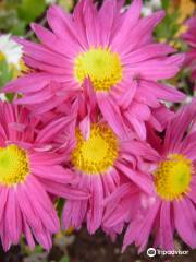 Jardin botanique de Mayence