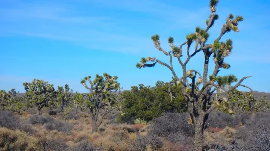 Wee Thump Joshua Tree Wilderness