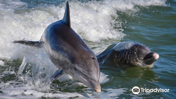 Bimini Twist Charters