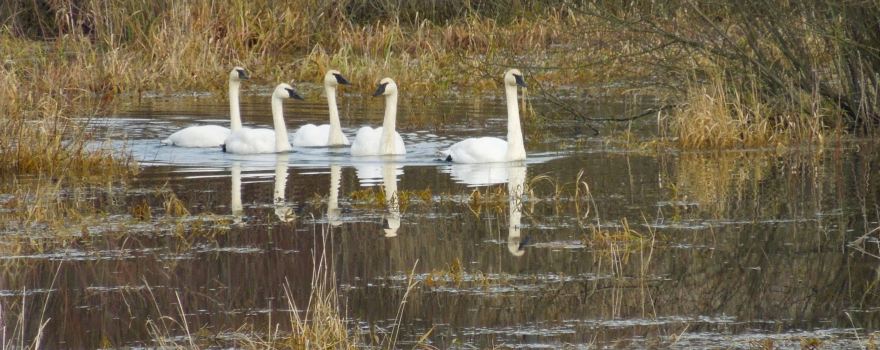 Somenos Marsh Wildlife Society