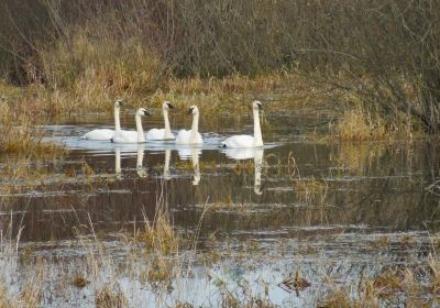 Somenos Marsh Wildlife Society