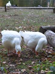 Wildpark Tannenbusch