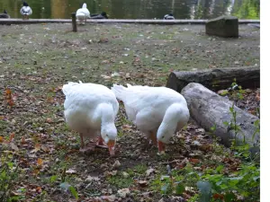 Tierpark Tannenbusch